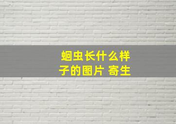 蛔虫长什么样子的图片 寄生